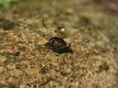 Succineidae