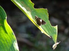 Notocrypta paralysos varians