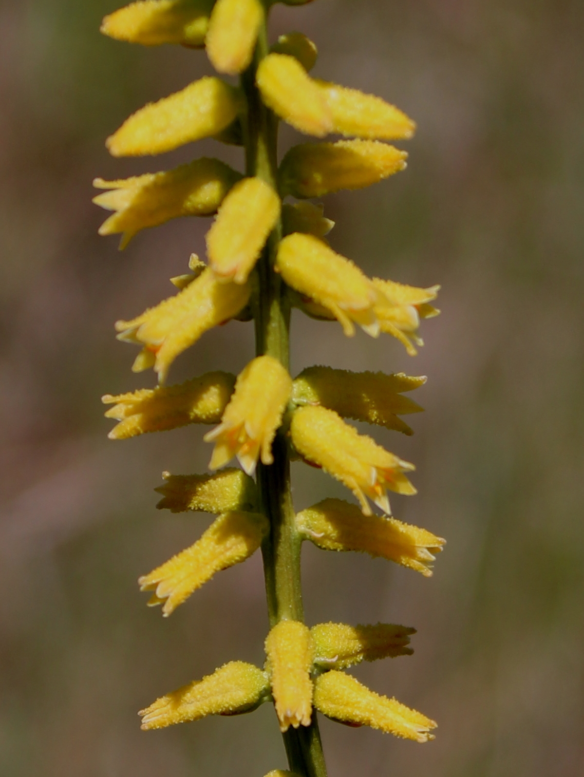 Aletris lutea