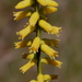 Yellow Colicroot - Photo (c) Alvin Diamond, some rights reserved (CC BY-NC), uploaded by Alvin Diamond