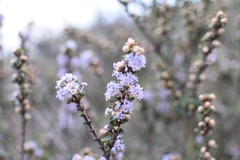 Ceanothus rigidus