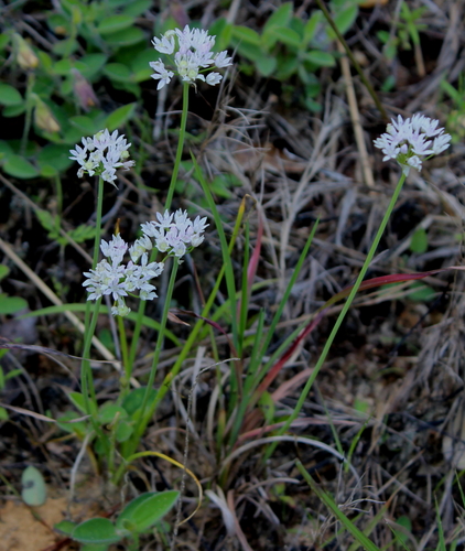 Allium canadense var. mobilense