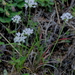 Allium canadense mobilense - Photo (c) Alvin Diamond, algunos derechos reservados (CC BY-NC), uploaded by Alvin Diamond