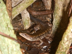 Garnier's Giant Skink photo 5