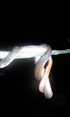 Stenorrhina degenhardtii