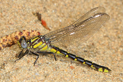 Hylogomphus abbreviatus