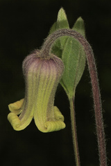 Clematis ochroleuca