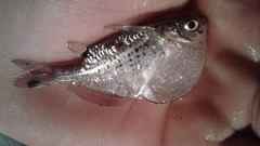 Gasteropelecus maculatus