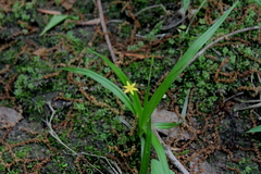 Hypoxis curtissii