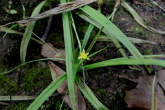 Hypoxis curtissii