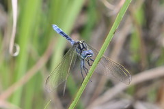 Orthetrum icteromelas