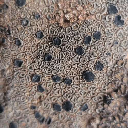 iNaturalist observation photo of Lecidea fuscoatra