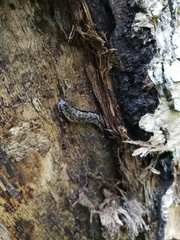Meghimatium pictum