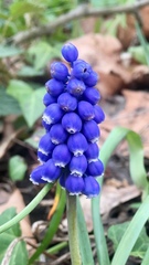 Muscari armeniacum