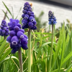 Muscari armeniacum