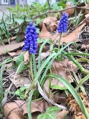 Muscari armeniacum