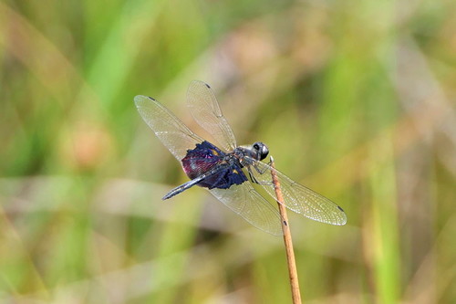 Phantom Flutterer