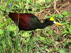 Jacana spinosa