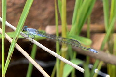 Pseudagrion salisburyense