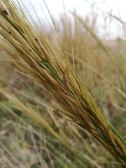 Horistus orientalis