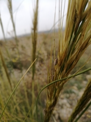 Horistus orientalis