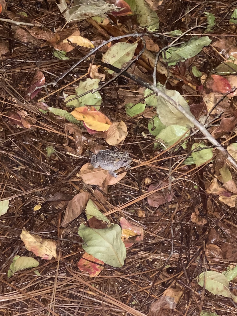 Southern Toad from University Of North Carolina, Wilmington, NC, US on ...