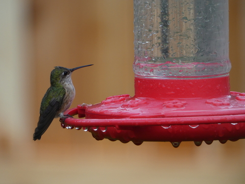 Calliope Hummingbird photographed in Montana