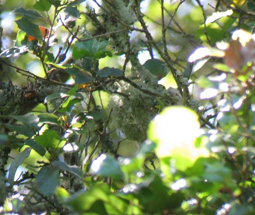 Vireo huttoni
