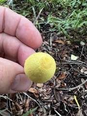 Leucocoprinus birnbaumii image