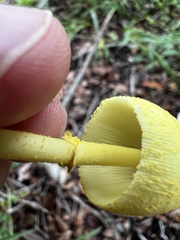 Leucocoprinus birnbaumii image