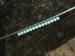 Tessaratoma papillosa