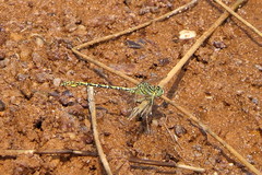 Ceratogomphus pictus