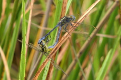 Orthetrum icteromelas