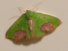 Spaniocentra apatelloides