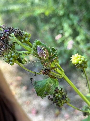 Green lynx spider