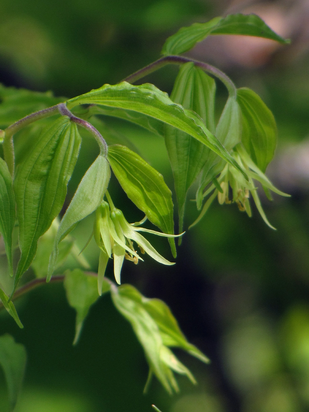 Prosartes lanuginosa