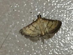 Cnaphalocrocis
