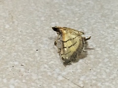 Cnaphalocrocis