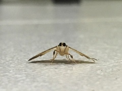 Cnaphalocrocis