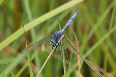 Orthetrum machadoi