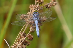 Orthetrum machadoi