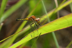 Diplacodes pumila