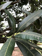 Magnoliopsida