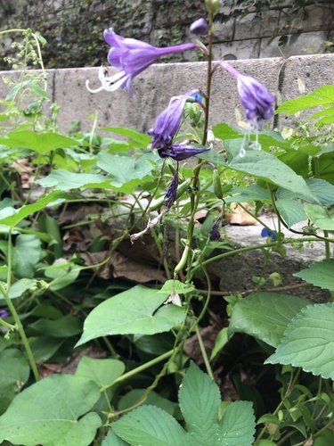 Hosta longipes, photograph 2