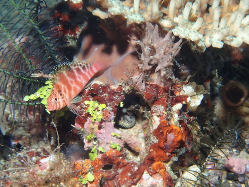 Cirrhitichthys aprinus