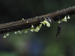 Calyptella campanula image
