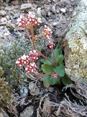 Micranthes eriophora