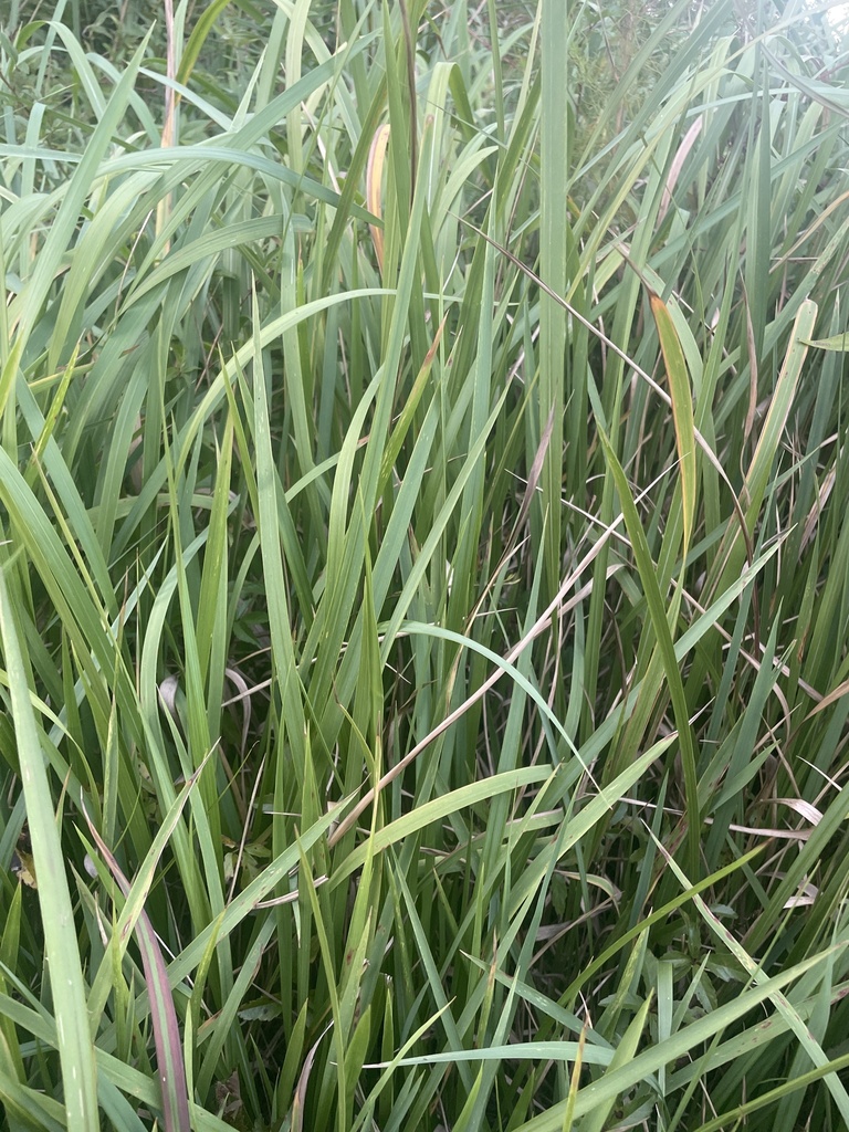 Cogon Grass from Veranda Cir, Elberta, AL, US on September 30, 2023 at