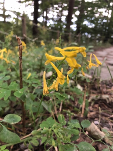 upright yellow corydalis (Corydalis pauciovulata)