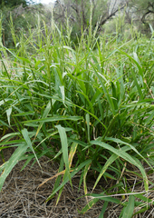 Amazon sprangletop (Eriochloa acuminata)